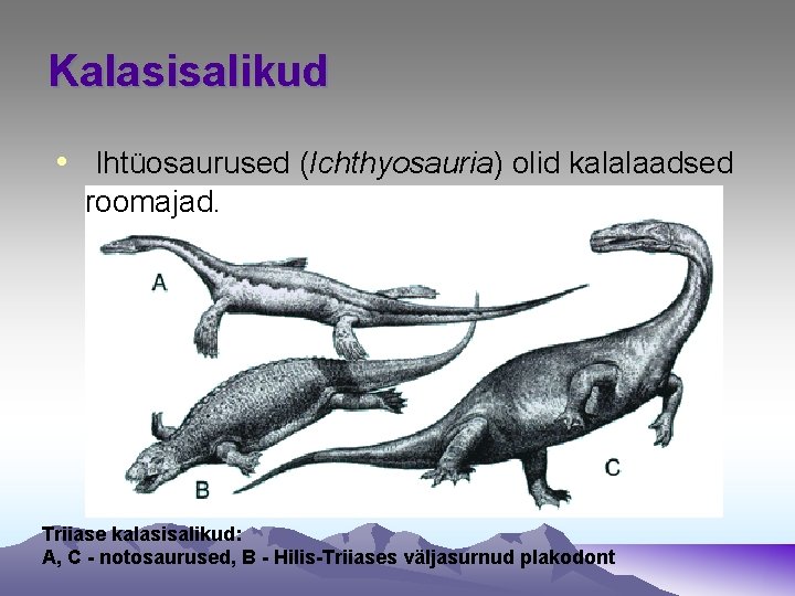 Kalasisalikud • Ihtüosaurused (Ichthyosauria) olid kalalaadsed roomajad. Triiase kalasisalikud: A, C - notosaurused, B Kalasisalikud • Ihtüosaurused (Ichthyosauria) olid kalalaadsed roomajad. Triiase kalasisalikud: A, C - notosaurused, B