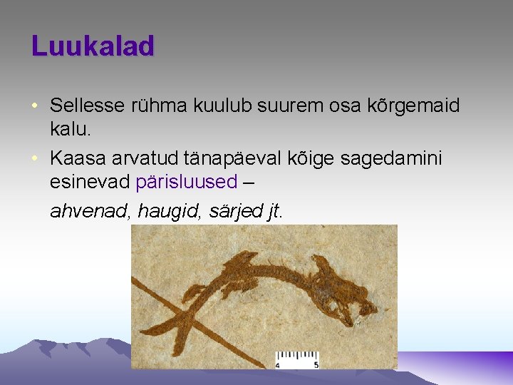 Luukalad • Sellesse rühma kuulub suurem osa kõrgemaid kalu. • Kaasa arvatud tänapäeval kõige Luukalad • Sellesse rühma kuulub suurem osa kõrgemaid kalu. • Kaasa arvatud tänapäeval kõige