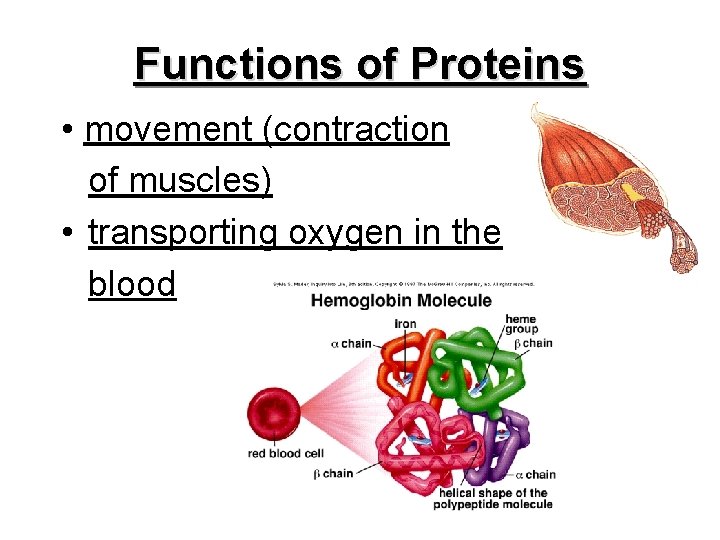 Functions of Proteins • movement (contraction of muscles) • transporting oxygen in the blood