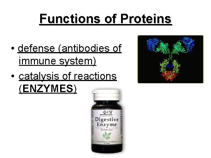 Functions of Proteins • defense (antibodies of immune system) • catalysis of reactions (ENZYMES)