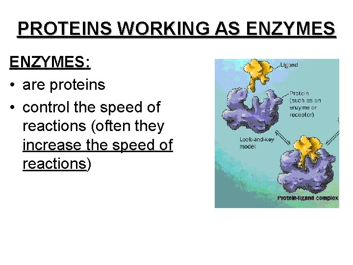 PROTEINS WORKING AS ENZYMES: • are proteins • control the speed of reactions (often