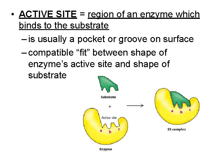  • ACTIVE SITE = region of an enzyme which binds to the substrate