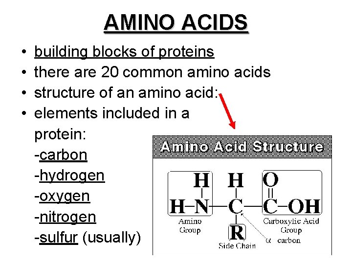 AMINO ACIDS • • building blocks of proteins there are 20 common amino acids