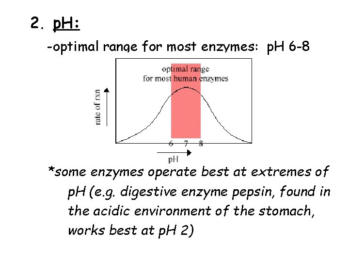 2. p. H: -optimal range for most enzymes: p. H 6 -8 *some enzymes