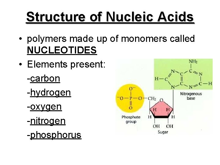 Structure of Nucleic Acids • polymers made up of monomers called NUCLEOTIDES • Elements