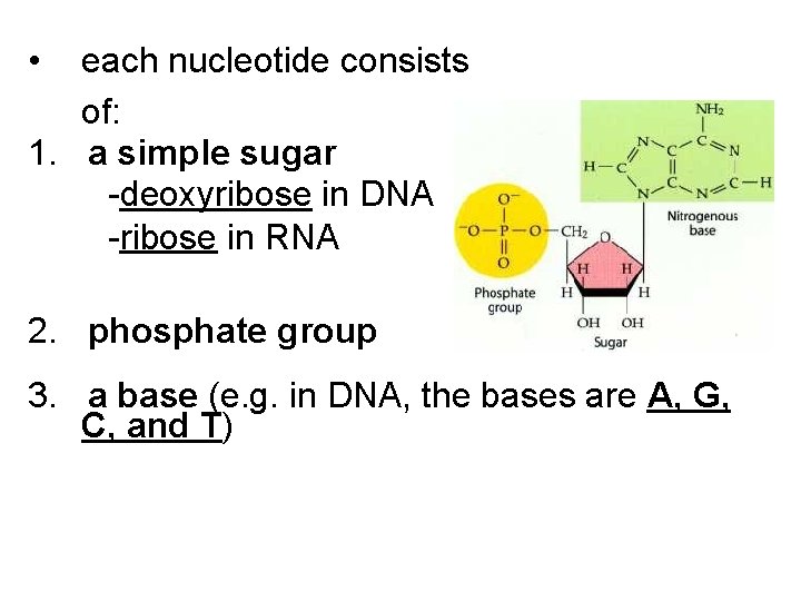  • each nucleotide consists of: 1. a simple sugar -deoxyribose in DNA -ribose