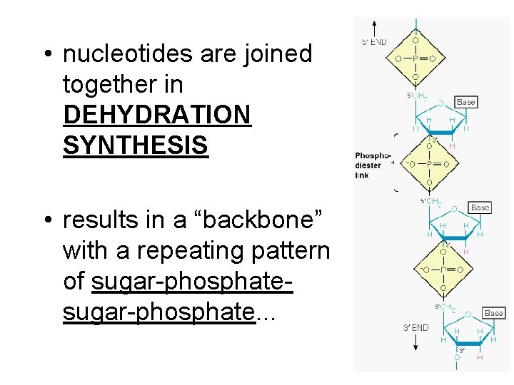  • nucleotides are joined together in DEHYDRATION SYNTHESIS • results in a “backbone”