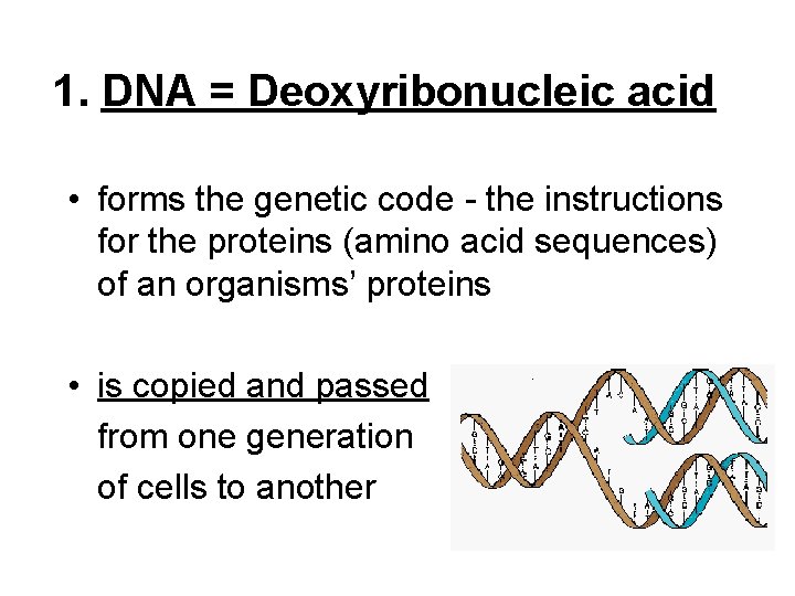 1. DNA = Deoxyribonucleic acid • forms the genetic code - the instructions for