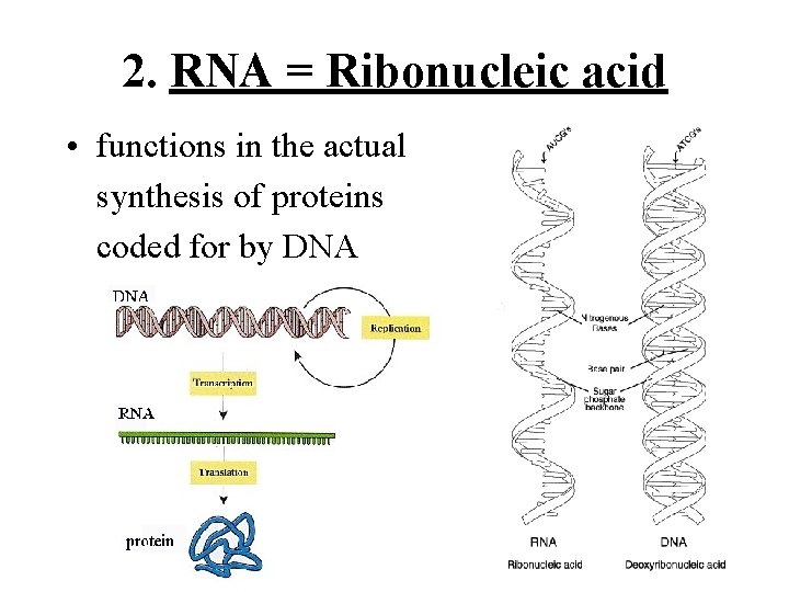 2. RNA = Ribonucleic acid • functions in the actual synthesis of proteins coded