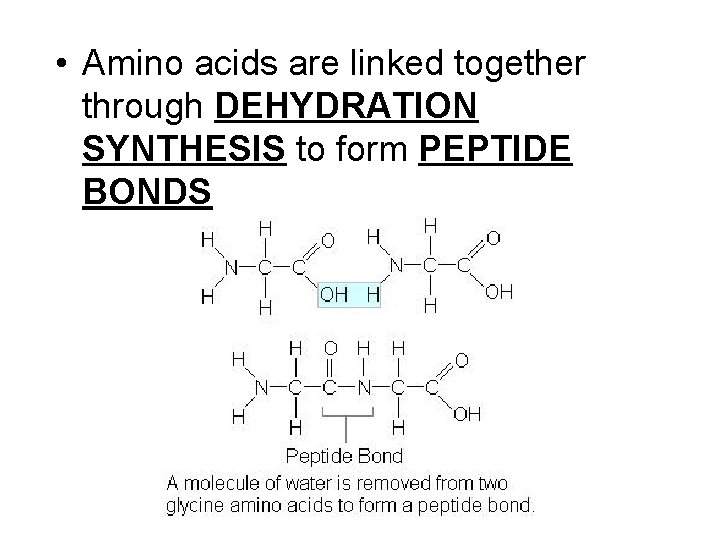  • Amino acids are linked together through DEHYDRATION SYNTHESIS to form PEPTIDE BONDS
