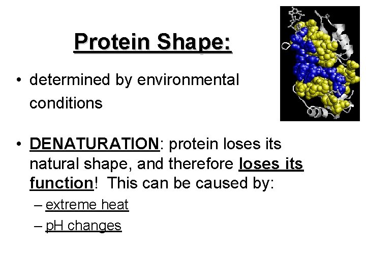 Protein Shape: • determined by environmental conditions • DENATURATION: protein loses its natural shape,