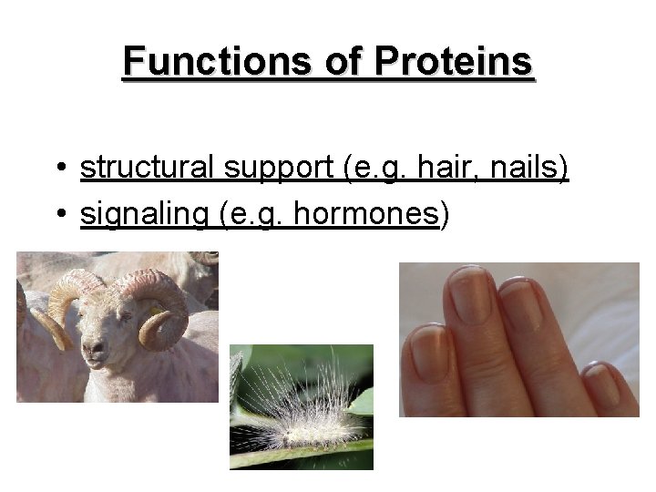 Functions of Proteins • structural support (e. g. hair, nails) • signaling (e. g.