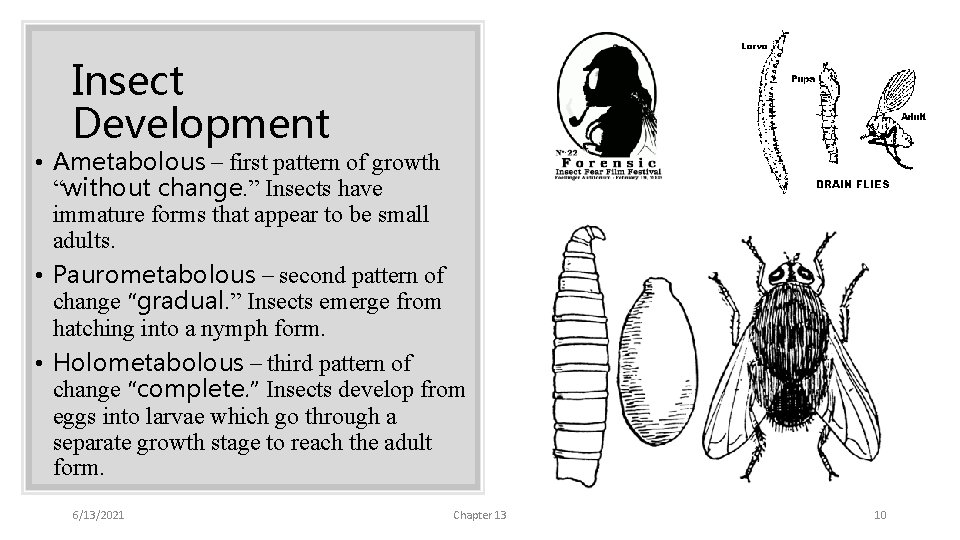 Insect Development • Ametabolous – first pattern of growth “without change. ” Insects have