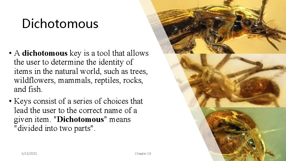 Dichotomous • A dichotomous key is a tool that allows the user to determine