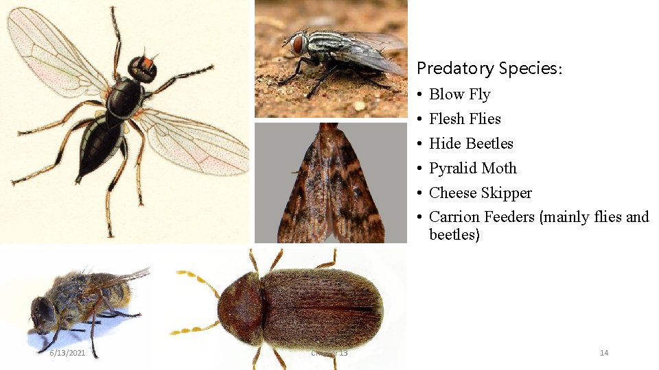 Predatory Species: • • • 6/13/2021 Chapter 13 Blow Fly Flesh Flies Hide Beetles