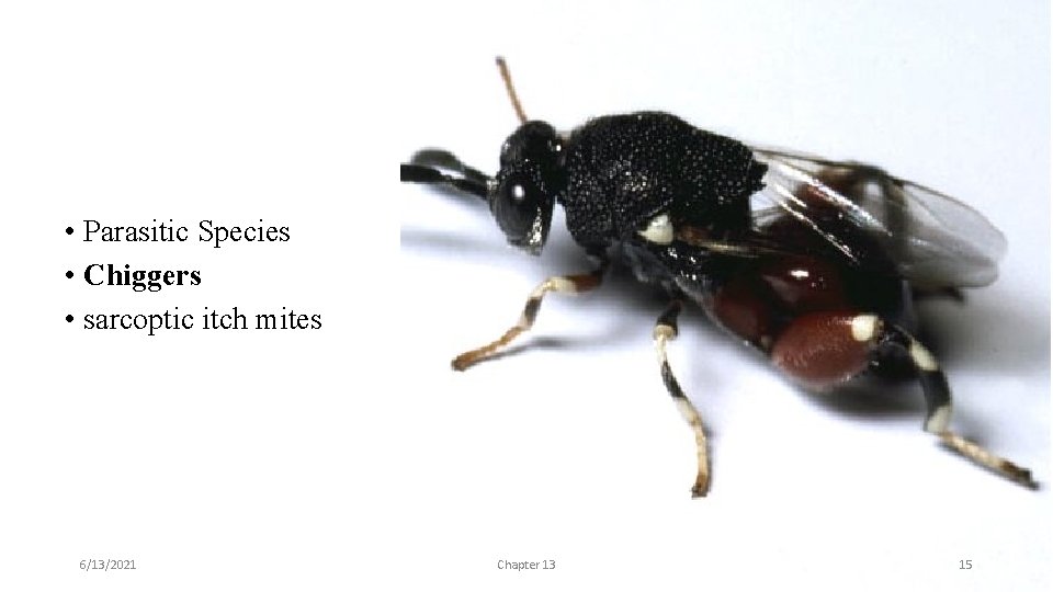  • Parasitic Species • Chiggers • sarcoptic itch mites 6/13/2021 Chapter 13 15