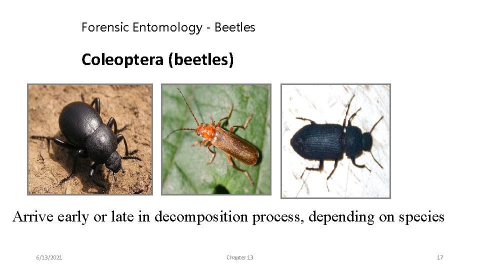 Forensic Entomology - Beetles Coleoptera (beetles) Arrive early or late in decomposition process, depending