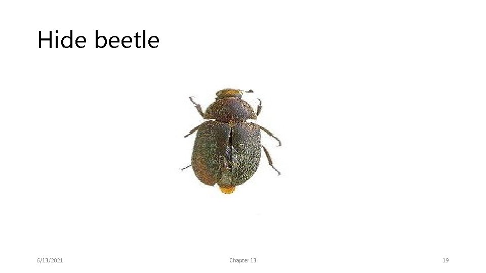 Hide beetle 6/13/2021 Chapter 13 19 