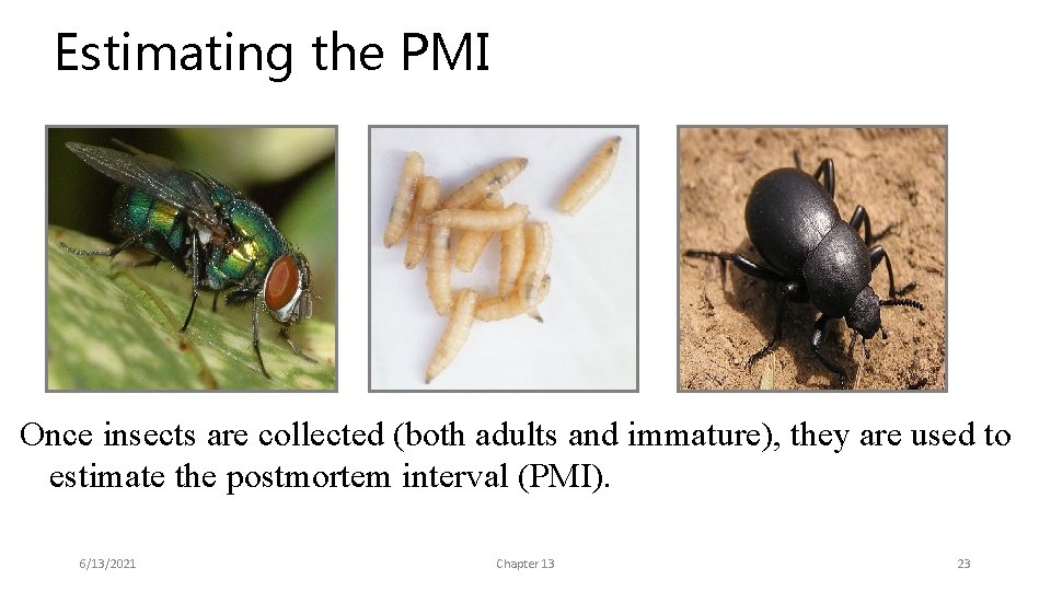 Estimating the PMI Once insects are collected (both adults and immature), they are used