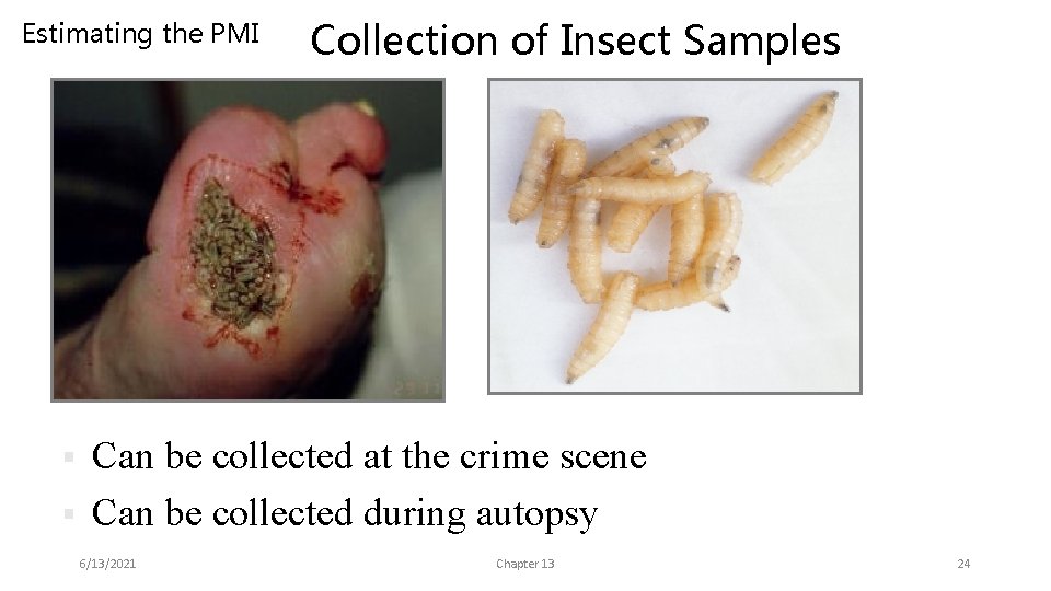 Estimating the PMI Collection of Insect Samples Can be collected at the crime scene