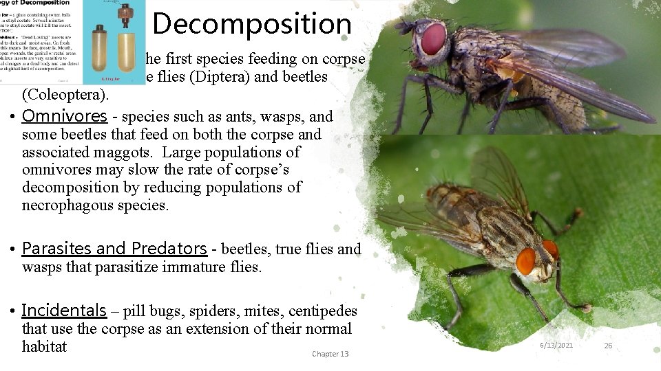 Ecology of Decomposition • Necrophages - the first species feeding on corpse tissue. Includes