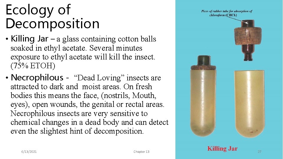 Ecology of Decomposition • Killing Jar – a glass containing cotton balls soaked in