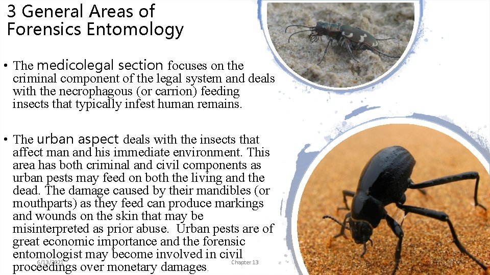 3 General Areas of Forensics Entomology • The medicolegal section focuses on the criminal