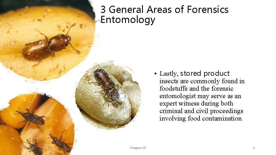 3 General Areas of Forensics Entomology • Lastly, stored product insects are commonly found