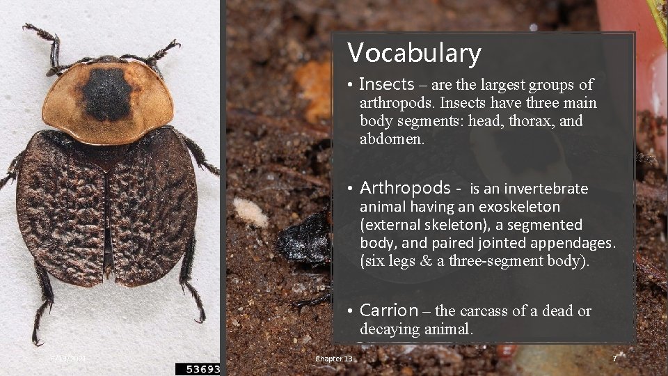 Vocabulary • Insects – are the largest groups of arthropods. Insects have three main