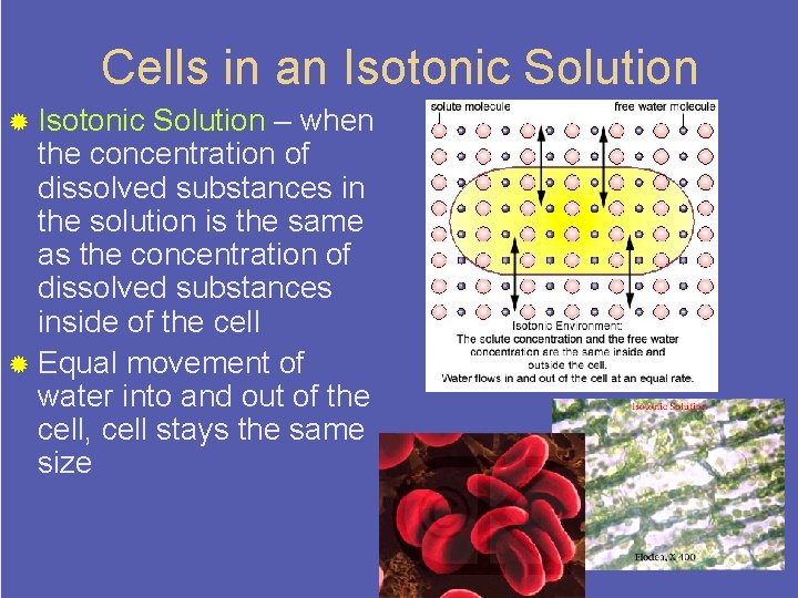 Cells in an Isotonic Solution ® Isotonic Solution – when the concentration of dissolved