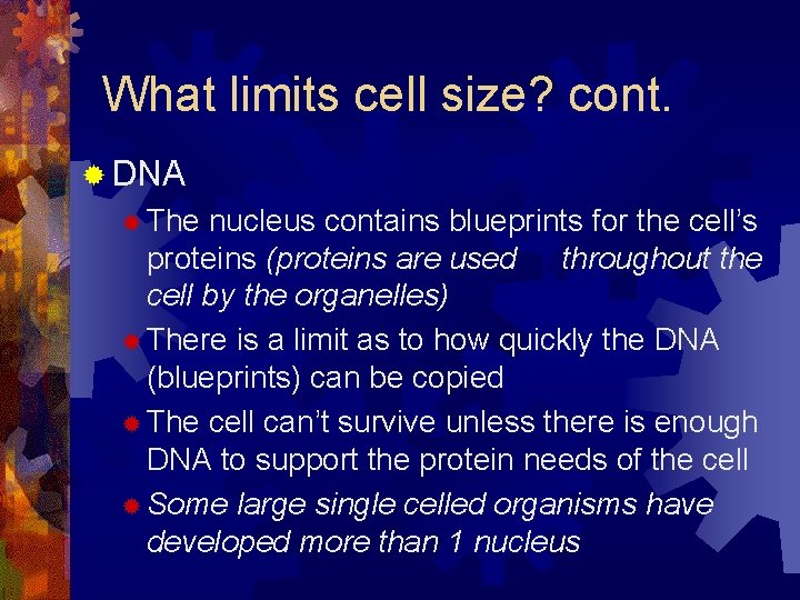 What limits cell size? cont. ® DNA ® The nucleus contains blueprints for the