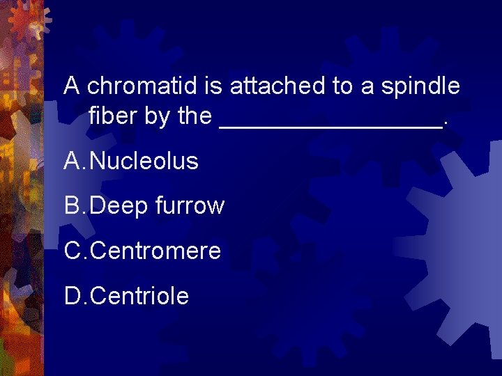 A chromatid is attached to a spindle fiber by the ________. A. Nucleolus B.