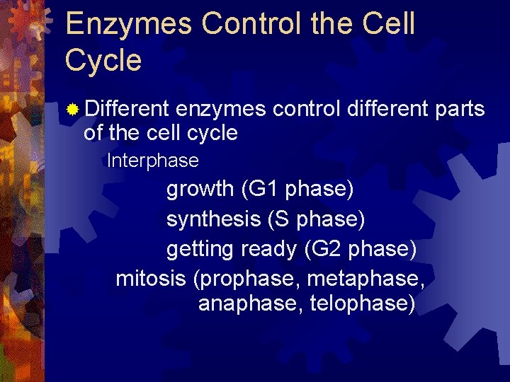 Enzymes Control the Cell Cycle ® Different enzymes control different parts of the cell