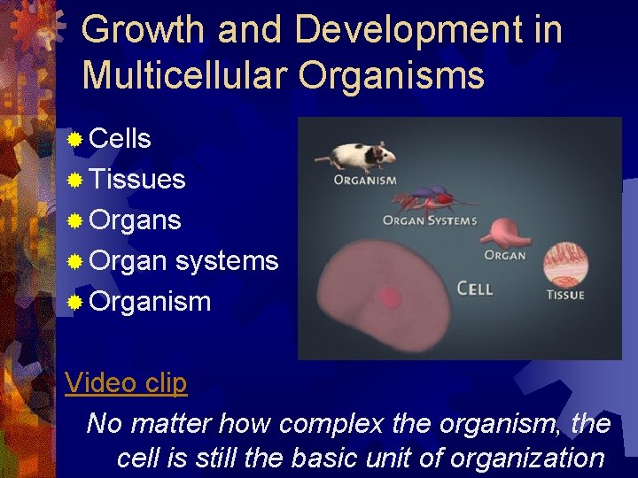 Growth and Development in Multicellular Organisms ® Cells ® Tissues ® Organ systems ®