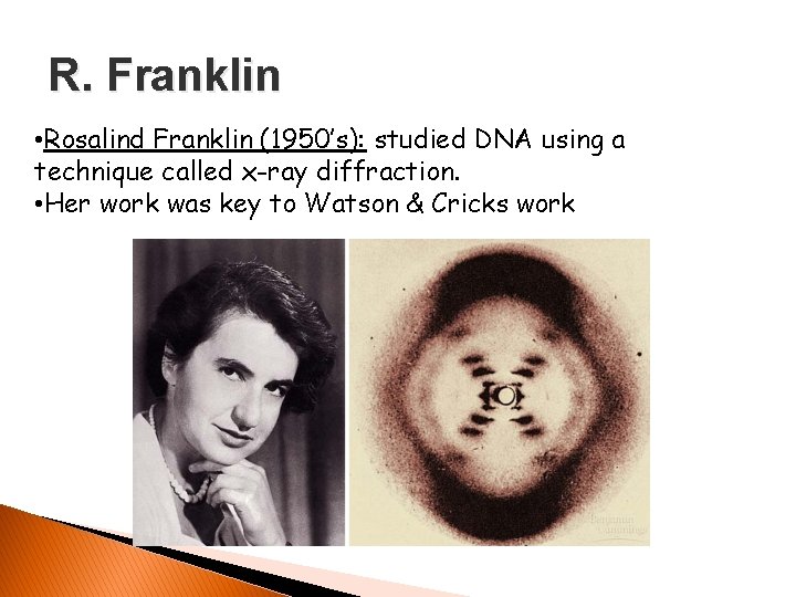 R. Franklin • Rosalind Franklin (1950’s): studied DNA using a technique called x-ray diffraction.
