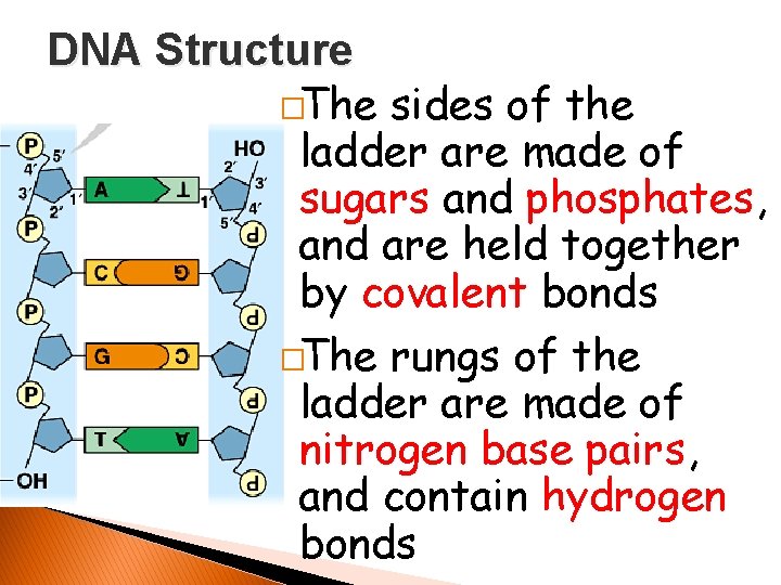 DNA Structure �The sides of the ladder are made of sugars and phosphates, and