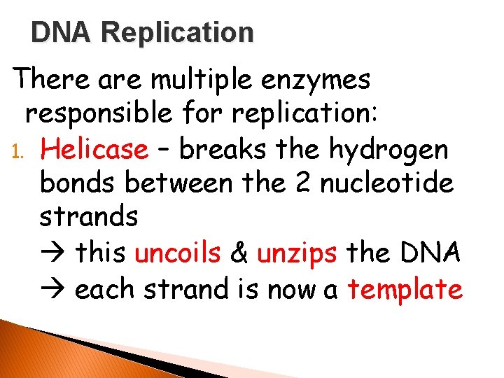 DNA Replication There are multiple enzymes responsible for replication: 1. Helicase – breaks the