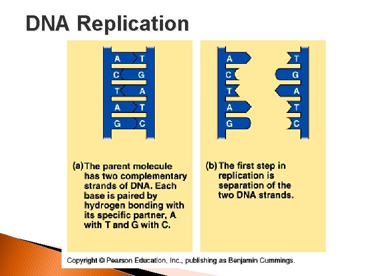 DNA Replication 