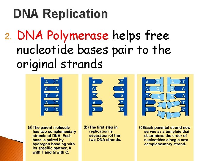 DNA Replication 2. DNA Polymerase helps free nucleotide bases pair to the original strands