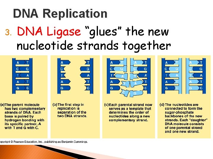 DNA Replication 3. DNA Ligase “glues” the new nucleotide strands together 