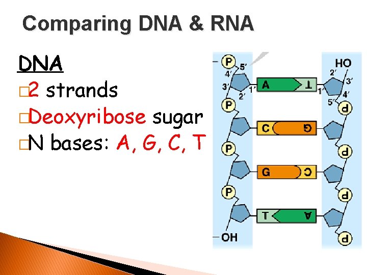 Comparing DNA & RNA DNA � 2 strands �Deoxyribose sugar �N bases: A, G,