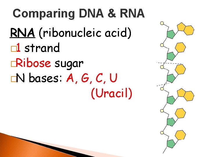 Comparing DNA & RNA (ribonucleic acid) � 1 strand �Ribose sugar �N bases: A,