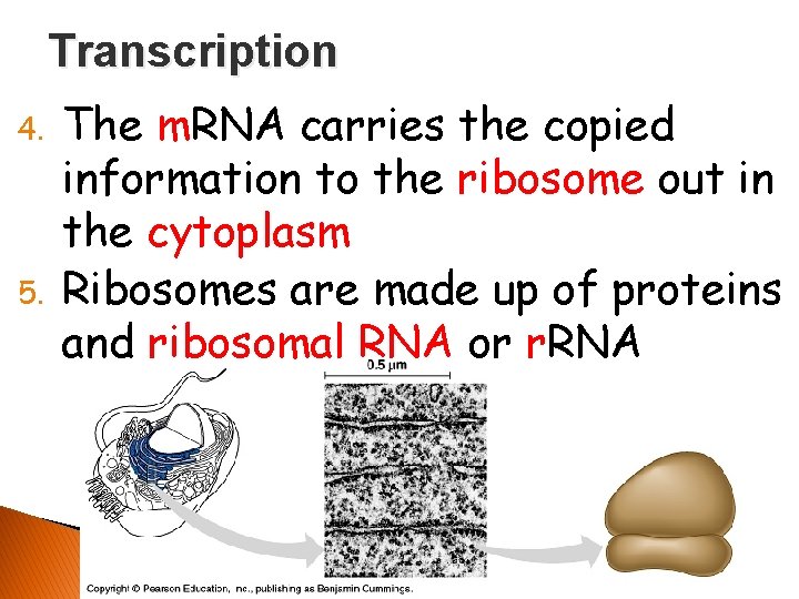 Transcription 4. 5. The m. RNA carries the copied information to the ribosome out