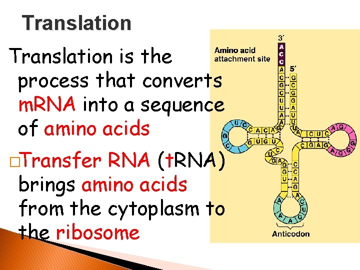 Translation is the process that converts m. RNA into a sequence of amino acids