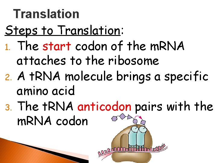 Translation Steps to Translation: 1. The start codon of the m. RNA attaches to