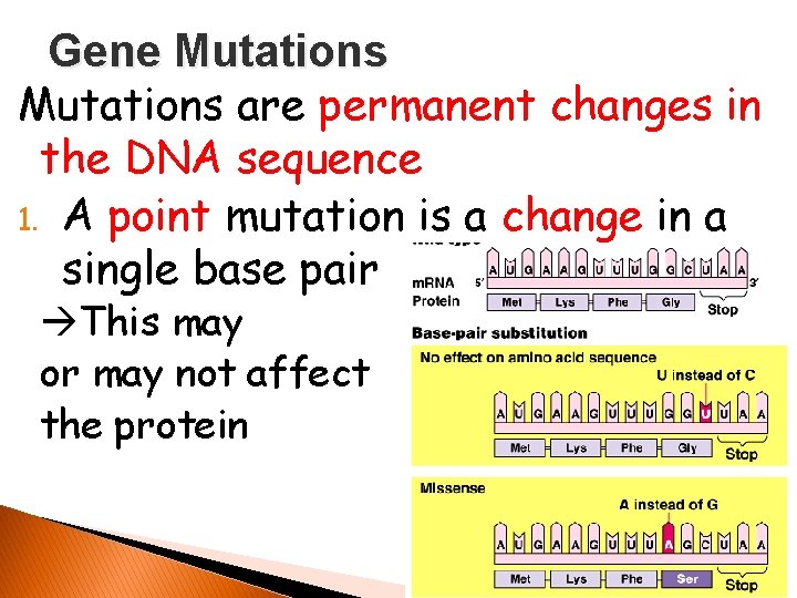 Gene Mutations are permanent changes in the DNA sequence 1. A point mutation is