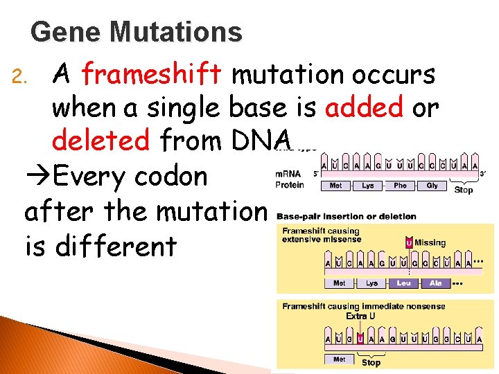 Gene Mutations 2. A frameshift mutation occurs when a single base is added or