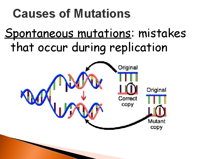 Causes of Mutations Spontaneous mutations: mistakes that occur during replication 