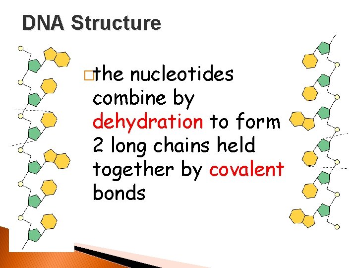 DNA Structure �the nucleotides combine by dehydration to form 2 long chains held together