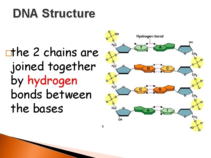 DNA Structure �the 2 chains are joined together by hydrogen bonds between the bases